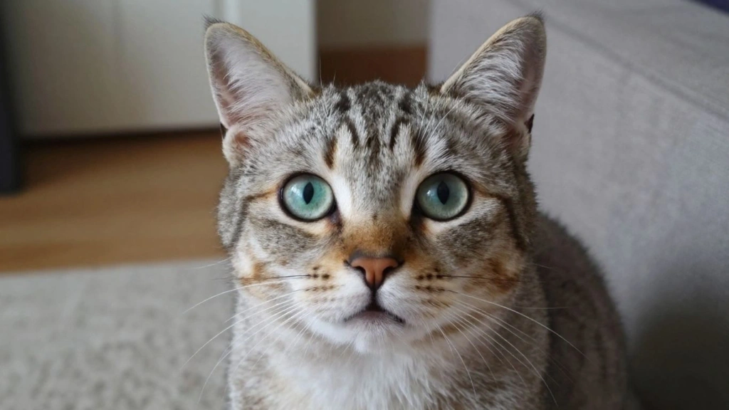 Por que meu gato mia tanto? 10 razões e o que fazer image 3