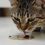 Gato vomitando no chão, com expressão preocupada.