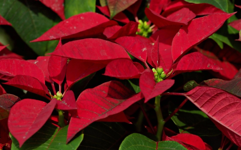Poinsétia é tóxica para gatos