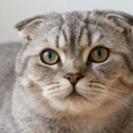 Gatos Scottish Fold são carinhosos e fofinhos