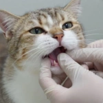 Anemia em gato pode causar diversos problemas