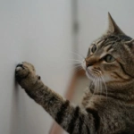 Gato urinando em móvel para marcar território.