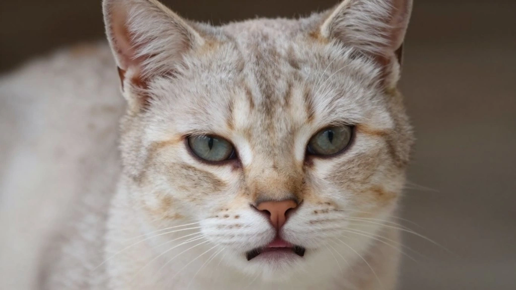 Anemia em gato pode causar diversos problemas