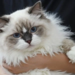 Gato Ragdoll relaxado no colo do tutor