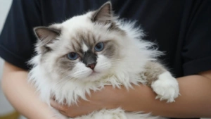 Gato Ragdoll relaxado no colo do tutor