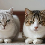 Gatos saudáveis e doentes, FIV e FeLV em gatos