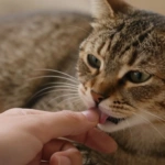 Porque o gato lambe o dono?
