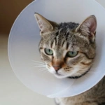 Colar para gato após cirurgia ou ferimento