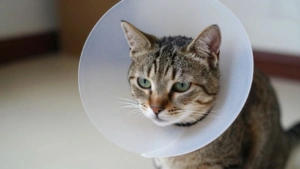 Colar para gato após cirurgia ou ferimento