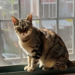 Gato próximo da tela de proteção para gatos