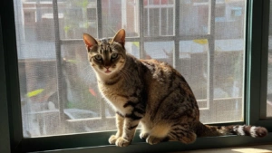 Gato próximo da tela de proteção para gatos