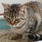 Problema urinário em gato na caixinha de areia