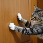 Gato arranhando a porta de madeira com as unhas.