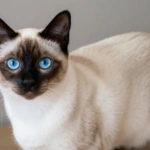 Gato siamês com olhos azuis e pelagem clara.
